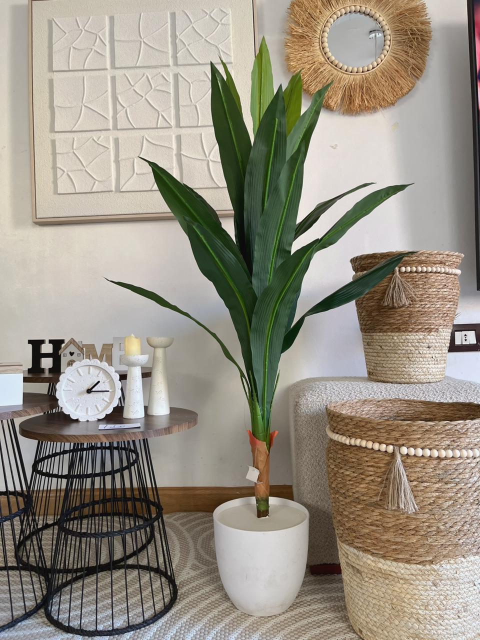 Dracaena Plant