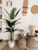 Bird of Paradise tree