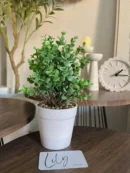 Mini Green Plant