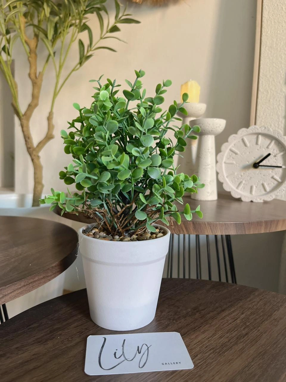 Mini Green Plant